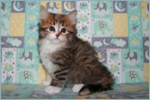 Female Siberian Kitten from Deedlebug Siberians